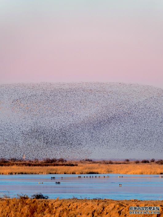 “鸟浪”奇观引客来,山东“观鸟游”不断升温